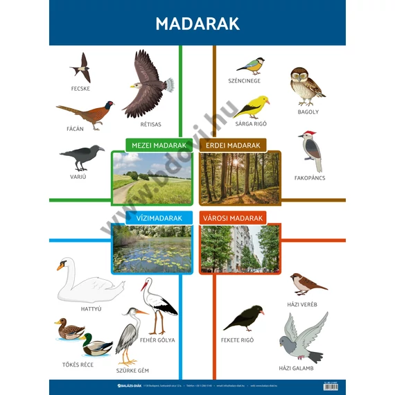 Állatok tabló - madarak
